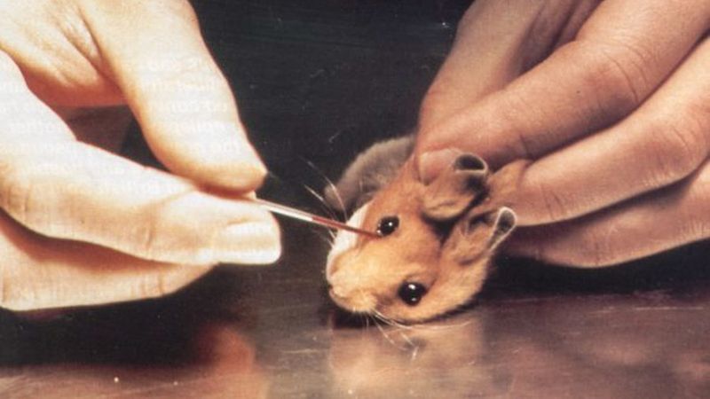 Führt Acnefree Tests an Tieren durch?