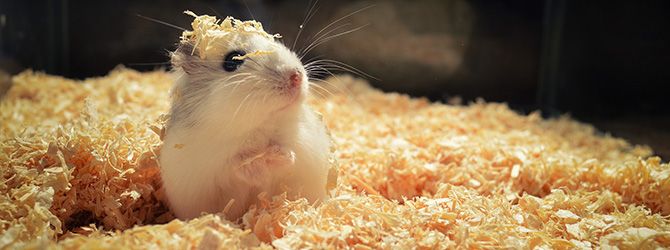 Welche Lebensmittel können Hamster essen?