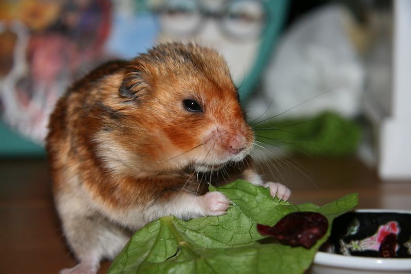 Welches Obst und Gemüse dürfen Hamster essen?